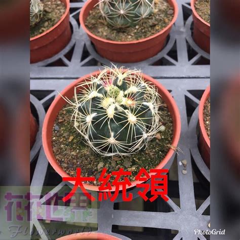 仙人球種類|仙人球(仙人掌科球狀多肉植物統稱)